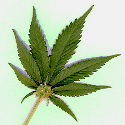 file:///C:/Documents%20and%20Settings/Administrator/My%20Documents/MY%20Webs%202/99-Websites-Photos-and-Graphics-Mar-08/New-Graphics-Feb-09/marijuana-leaf-3-Aug-09.jpg